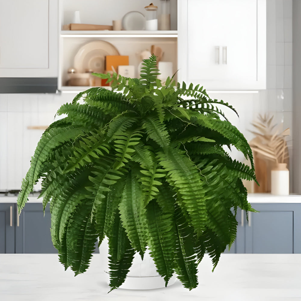 Happy Growers | Artificial Boston Fern Home Decor Plant