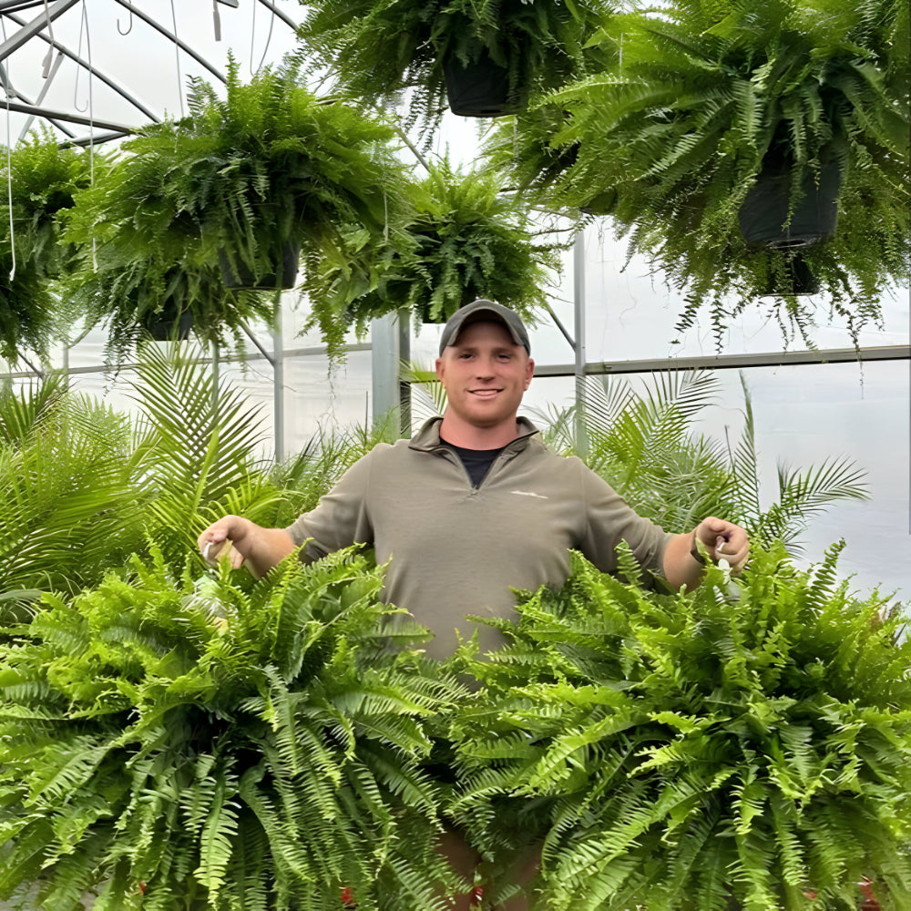 Happy Growers | Artificial Boston Fern Home Decor Plant
