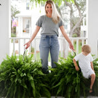 Happy Growers | Artificial Boston Fern Home Decor Plant