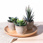 Happy Growers | Verdea Artificial Succulent Plant Decor