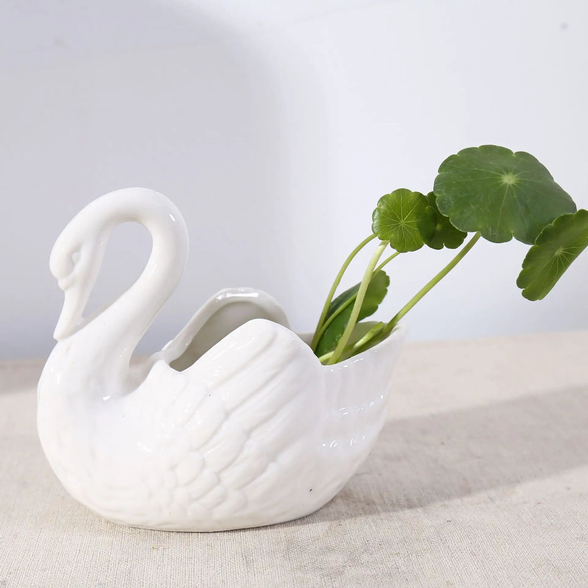 Swan Minimal Ceramic Pot | Happy Growers