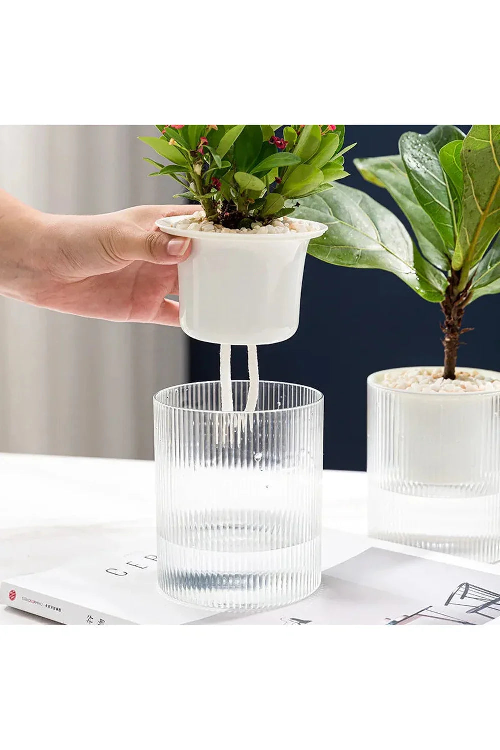 Fish tank plants pot | Happy Growers