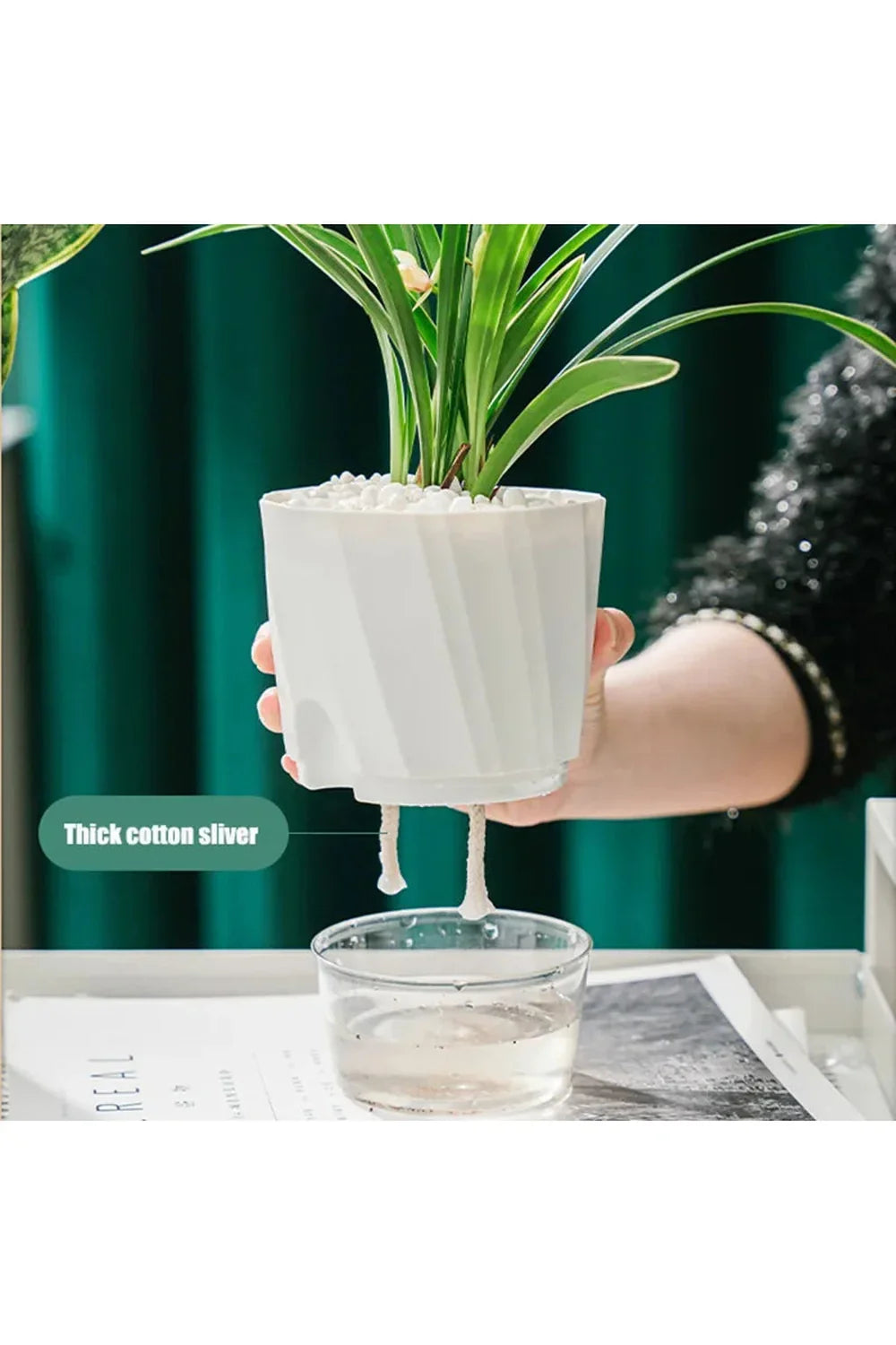 Transparent office plant pot | Happy Growers