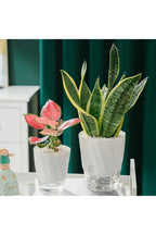 Transparent office plant pot | Happy Growers