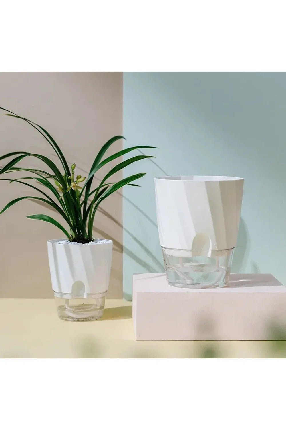 Transparent office plant pot | Happy Growers