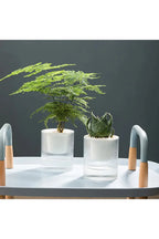 Fish tank plants pot | Happy Growers