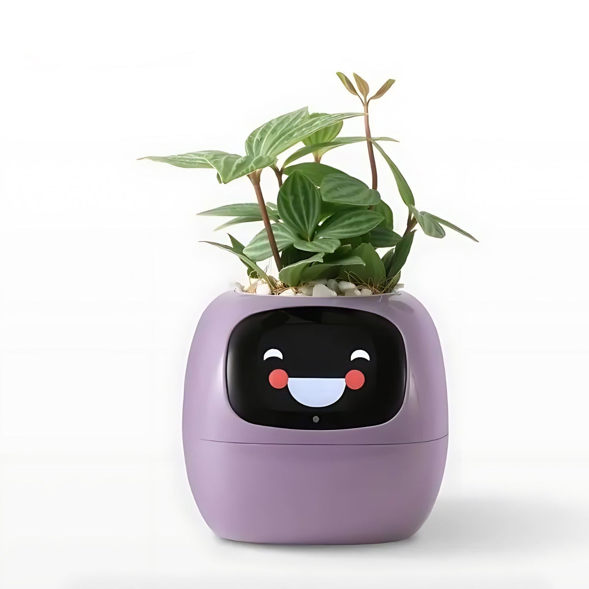 Happy Growers | GreenBuddy SmartPot - Automatic Smart Planter